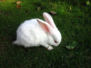 饲养小宠物兔时要切记合理的喂养,不然等到兔子被养死了就后悔了 
