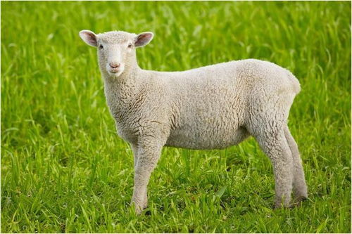 十个羊有九个富 特别强调79年 福气羊 ,6月18号命真的不一般