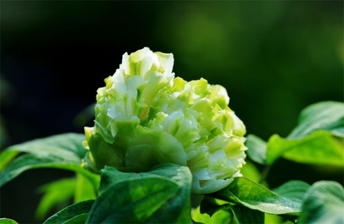 绿玫瑰的花语是什么意思代表的真正花语,绿牡丹花代表什么？