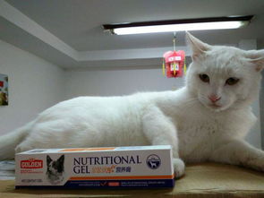 猫咪营养膏是什么 