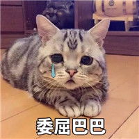 微信QQ委屈巴巴猫咪表情包哪有 委屈巴巴可爱猫表情包高清下载