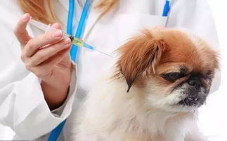 狗需要打什么疫苗,狗需要打什么疫苗多少钱一针