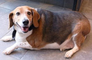 狗狗肥胖危害多,三个减肥方法你要知道