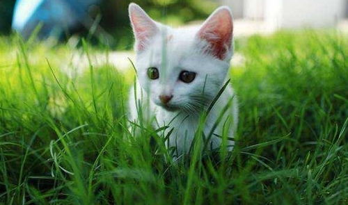 不止狗爱吃草,连猫都喜欢吃草,这是为什么呢
