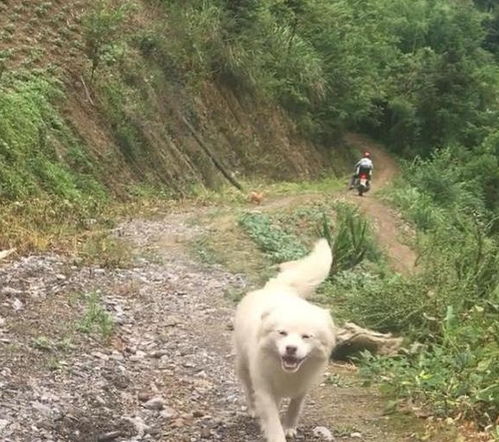 嫌拆家父母把狗送到乡下,主人接狗时看到狗的样子,感动到泪奔