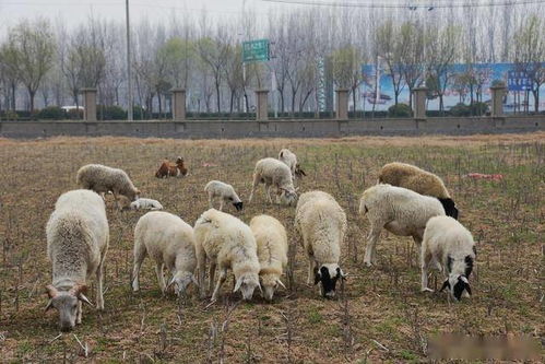 2020年羊价大涨之下,农村养羊怎么才能保证赚钱,学会这几点不难