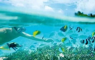马尔代夫lux岛旅游攻略探索这个海洋中的秘境（马尔代夫 lily岛）