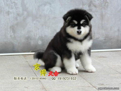 北京巨型阿拉斯加幼犬 阿拉斯加雪橇犬 京博犬舍直销 宠物集市 