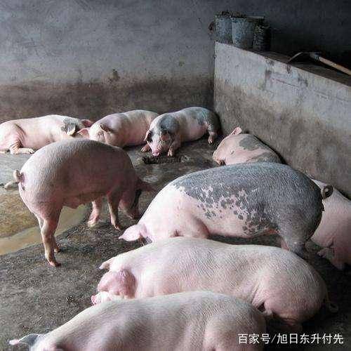 肉价暴涨,消费者吃不起养猪户说不赚钱,摊主说无利可图,是为何