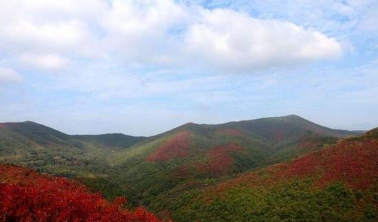 三门峡十万亩的山景火了 整个山头变成红色的海洋,赶紧来吧