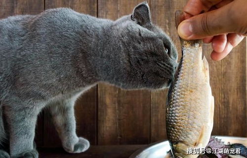 猫根本不爱吃鱼,也不能吃生鱼,现在了解还来得及