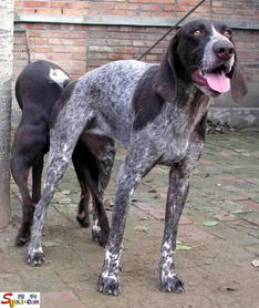波音达猎犬的形态特征