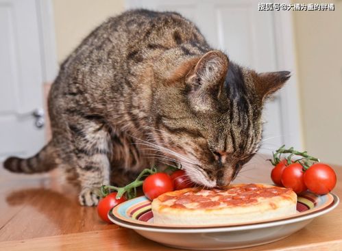 猫咪能吃 西红柿 补充水分防衰老,一定要去皮,也别喂番茄酱 