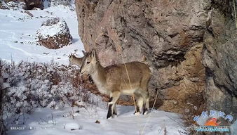 雪山之王 等多种珍稀野生动物在祁连山保护区内频频 出镜 附视频