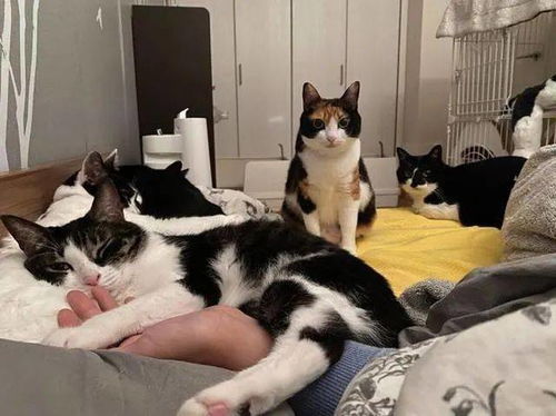 主人睡觉睡过了,忘了喂家里的5只猫,睁开眼后只想继续装睡