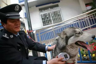 全广州狗主注意 史上最严养犬整治正式启动,无狗牌最高可罚2000 