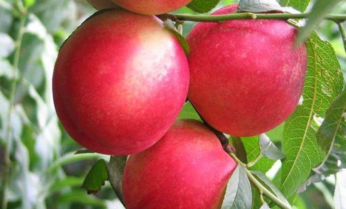 油桃养胃润肠,农民种植要注意油桃缺钾症跟防治方法,稳产增收