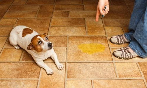 狗狗跑到床上尿尿是在报复 主人该如何辨别原因 并且制止它犯错