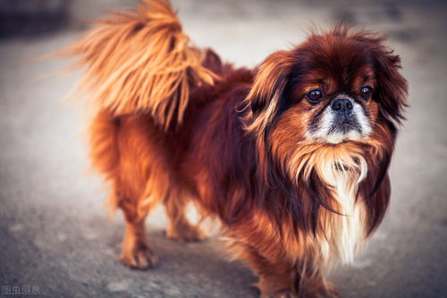 京巴犬不建议养什么狗