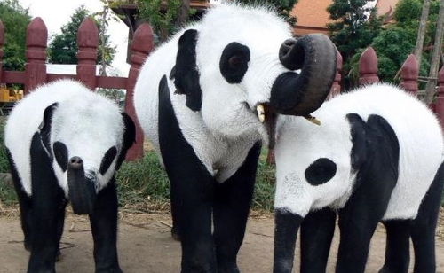 世界上最 不平等 条约 中国大熊猫租借条约