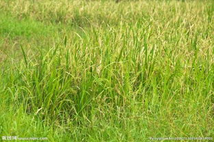 什么地方水稻是一年三熟 