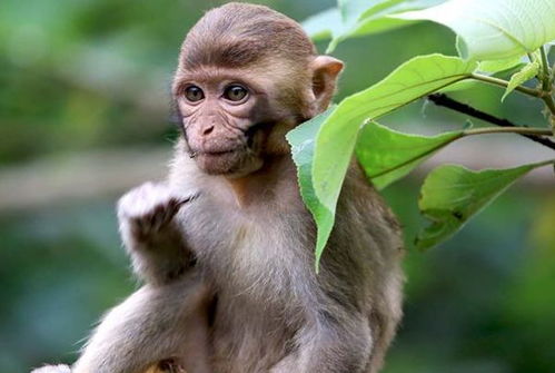 出生在以下几个吉时的属猴人,一生得贵人多助,子孙贤顺成大才