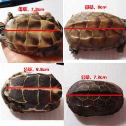 草龟年龄 有图 
