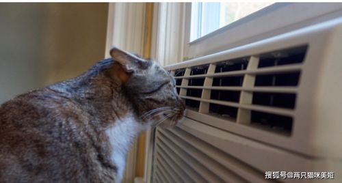 夏日猫咪避暑指南,铝盆凉席齐上阵,猫咪避暑不用愁