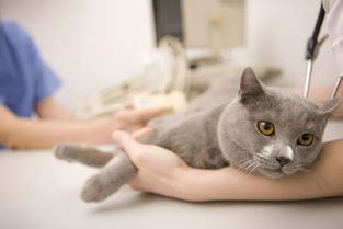 每100只猫中,就有1 3只患有癫痫,猫癫痫该如何控制和治疗