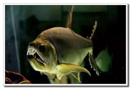 鱼缸中十大最具攻击性的观赏鱼 混养要慎重 