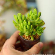 萱萱多肉植物价格 萱萱多肉植物批发 萱萱多肉植物厂家 Hc360慧聪网 