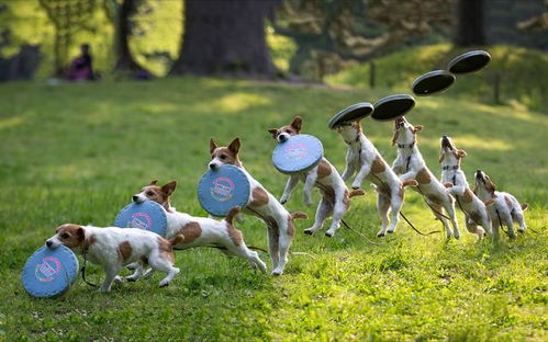 跟狗狗玩飞盘只是丢出去 只要狗狗训练得好,还能去参与飞盘比赛