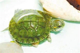 买什么样的小乌龟寿命长，又好养？