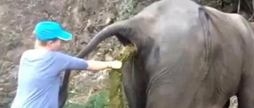 女子把手伸到大象屁股里掏 宝贝 ,掏出来的东西让大家乐了