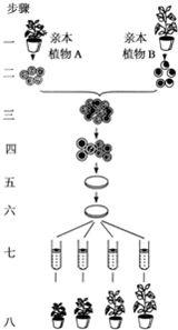 简述植物原生质体