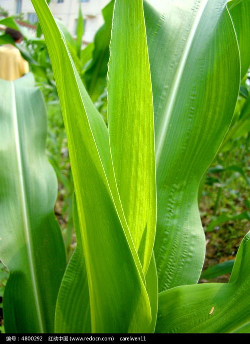 绿色的玉米叶高清图片下载 红动网 