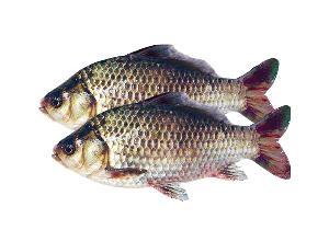 草鱼与鲫鱼是一种鱼吗,百科上说鲫鱼就是草鱼板子 