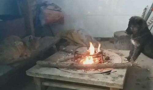 土狗在火炉旁取暖,毛发都被烤焦,闻有阵阵的肉香