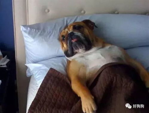 狗狗喜欢睡在主人床上,背后的原因竟如此感人 