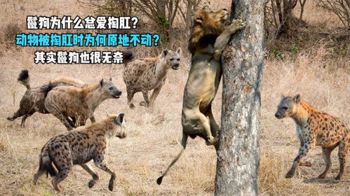 非洲鬣狗为何总爱掏肛 动物被掏肛时为何一动不动 都是无奈之举 