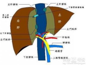 两次肝移植风险高吗