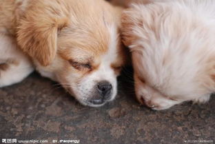 求一个有两只咖啡色与白色相间正在睡觉的小狗的壁纸 