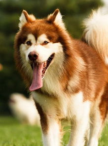 阿拉斯加雪橇犬吃什么 犬粮是最均衡的营养食品