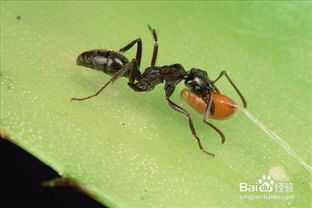 蚂蚁如何吃东西 