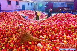 烟台苹果收购价格上涨三成 果农也忙着囤苹果 