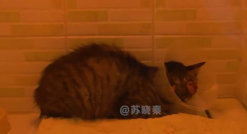 猫咪双眼像灯笼,已经处于失明,救治手术能让它重见光明吗