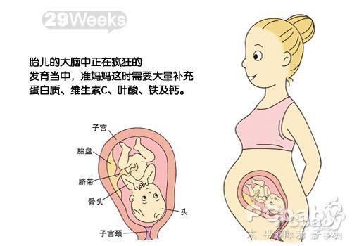 29周胎儿发育情况，孕周29周胎儿发育情况