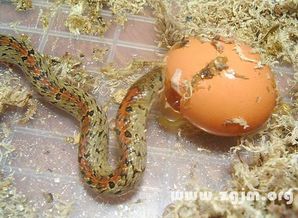 梦见蛇吃蛋