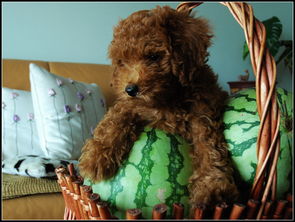 狗狗可以吃西瓜吗,狗狗可以吃西瓜吗?泰迪狗?