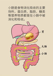 大便多久一次算正常,女生大便多久一次算正常